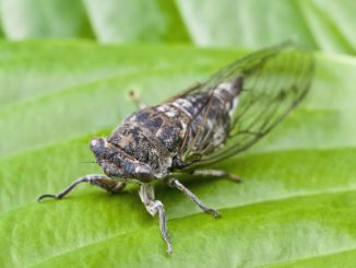 cicada