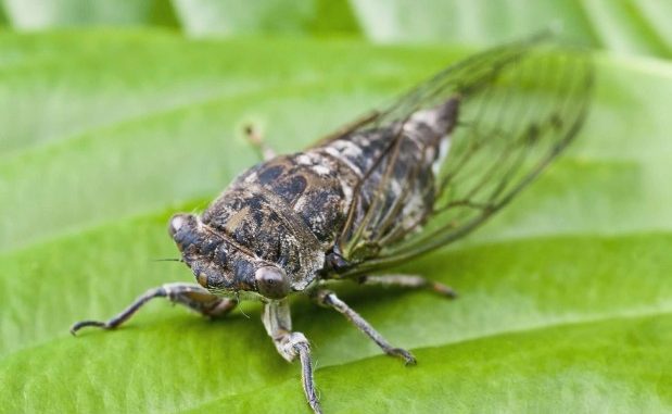 cicada